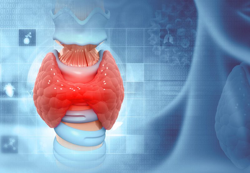 Digital-illustration-of-thyroid-gland-anatomy