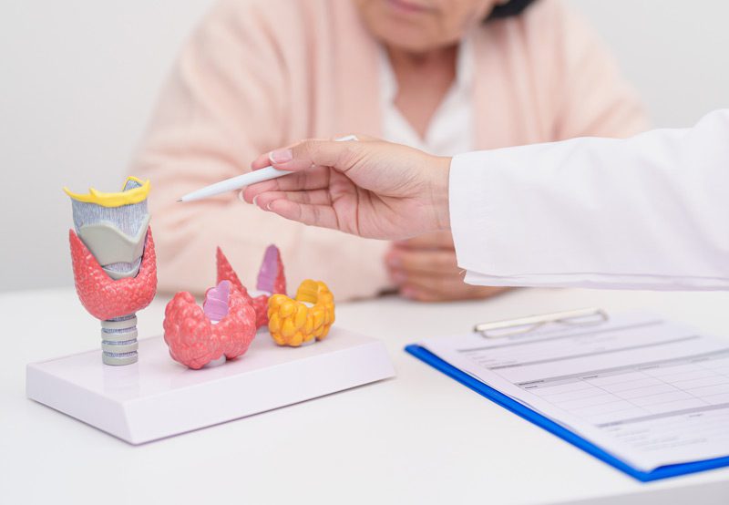 Doctor-pointing-to-thyroid-models-on-table