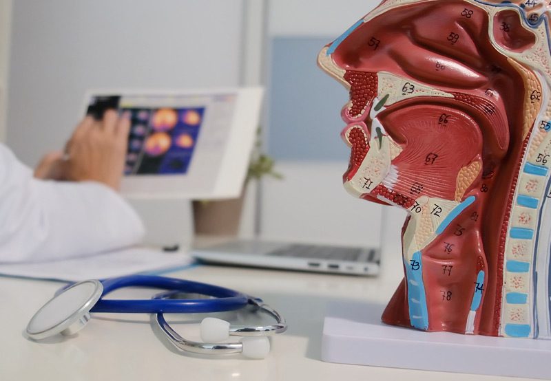 Doctor-with-anatomical-model-of-face-and-neck