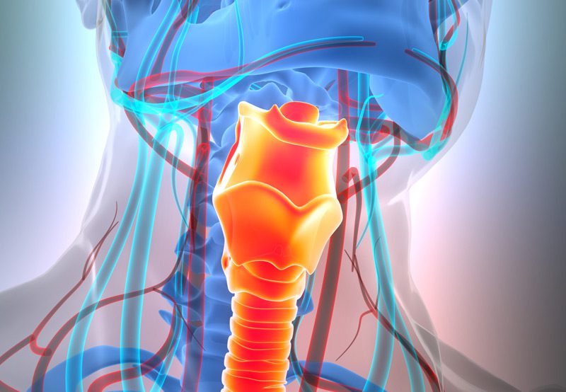Illustration-of-larynx,-pharynx-anatomy