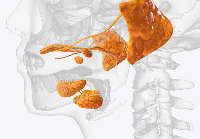 Illustration-of-salivary-gland-anatomy