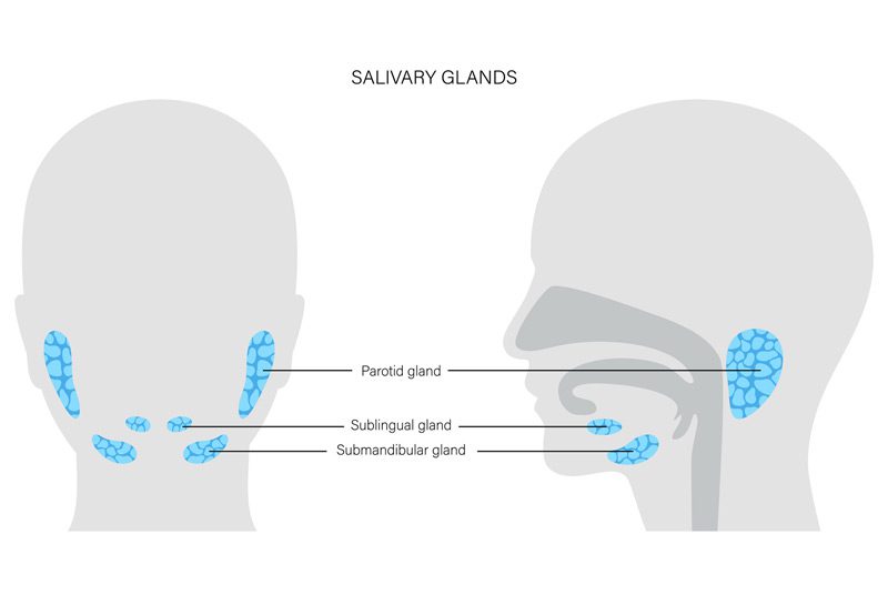 Illustration-of-salivary-glands
