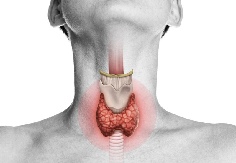 Illustration-of-thyroid-gland-on-neck