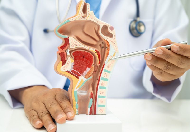 doctor-pointing-at-3D-model-of-face-and-neck
