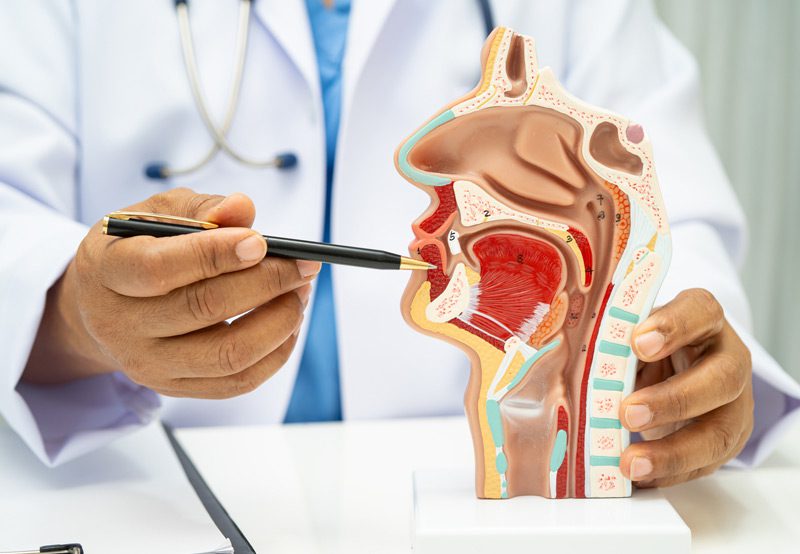 doctor-pointing-to-head-and-neck-anatomy-model